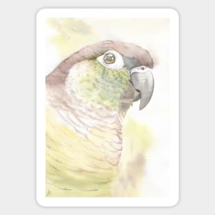 Green-cheeked parakeet watercolor portrait bird parrot Sticker